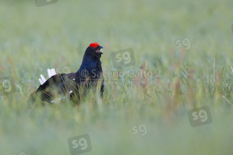 Black Grouse